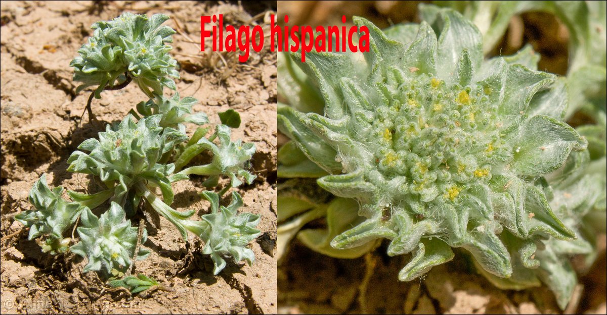 Filago hispanica