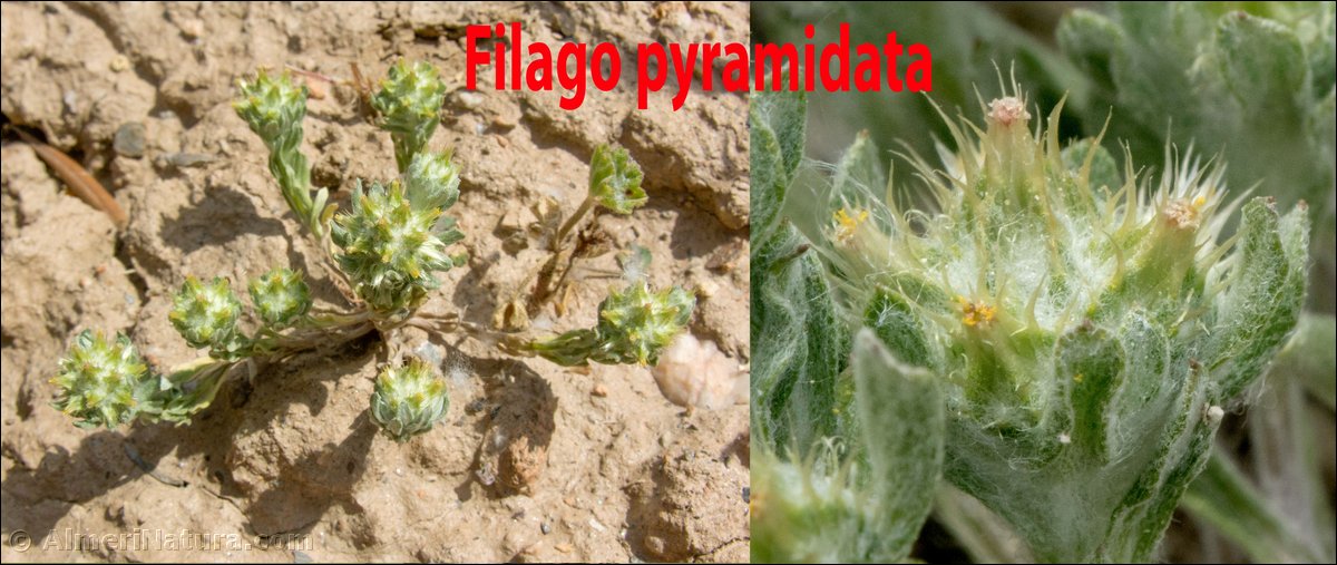 Filago pyramidata