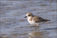 Chorlitejo patinegro