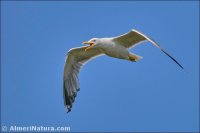 Gaviota patiamarilla