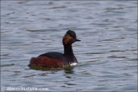 Zampullín cuellinegro