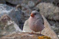 Camachuelo trompetero