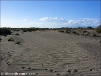 Duna en Torregarcía