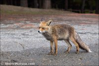 Zorro (Vulpes vulpes)