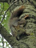 Sciurus vulgaris