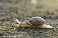 Otala lactea murcica