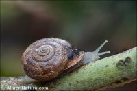 Otala lactea murcica