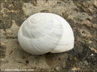 Sphincterochila candidissima