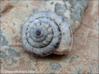 Trochoidea pyramidata