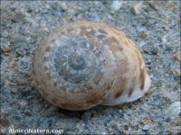 Iberus gualterianus mariae