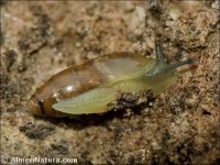 Ferussacia follicula