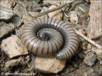 Ommatoiulus rutilans