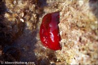 Actinia equina