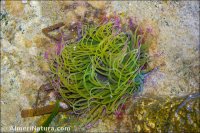 Anemonia sulcata
