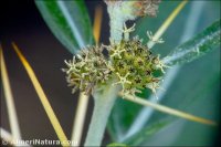 Acanthoxanthium spinosum