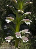 Acanthus mollis