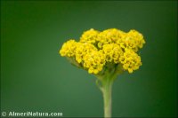 Achillea ageratum
