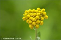 Achillea ageratum