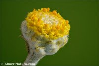 Achillea maritima