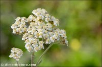 Achillea odorata