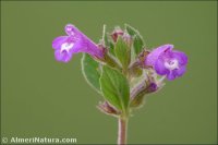 Acinos alpinus