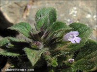 Acinos rotundifolius
