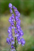 Aconitum nevadense