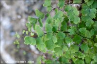 Adiantum capillus-veneris