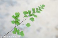 Adiantum capillus-veneris
