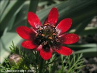 Adonis aestivalis
ssp squarrosa