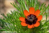 Adonis annua