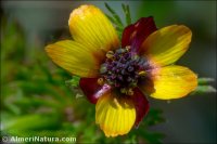 Adonis microcarpa