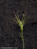 Aegilops geniculata