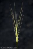 Aegilops triuncialis