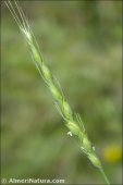 Aegilops ventricosa