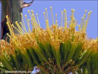 Agave americana