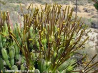 Agave fourcroydes