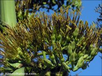 Agave sisalana
