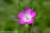 Agrostemma githago