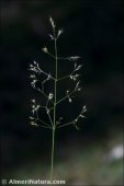 Agrostis canina
ssp granatensis