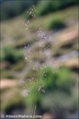 Agrostis nevadensis