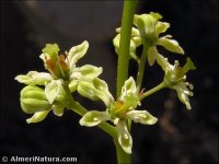 Ailanthus altissima