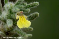 Ajuga iva subsp. pseudoiva