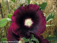 Alcea rosea