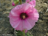 Alcea rosea