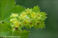 Alchemilla straminea