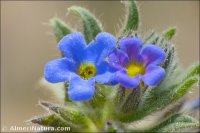 Alkanna tinctoria