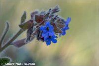 Alkanna tinctoria