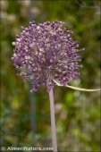 Allium ampeloprasum
