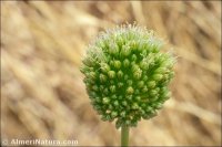 Allium ampeloprasum